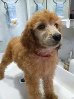 Sheeba , a female Poodle - Standard  for sale in Bronson, FL – 3 of 8