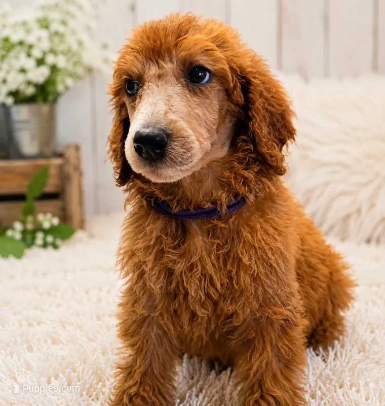 Lucy – Poodle - Standard  puppy for sale in Bronson, FL