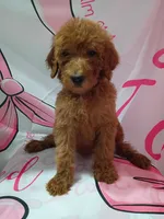 Lucy, a male Poodle - Standard  for sale in Bronson, FL – 3 of 5