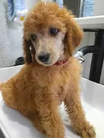 Sheeba , a female Poodle - Standard  for sale in Bronson, FL – 2 of 8