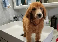 Lucy, a male Poodle - Standard  for sale in Bronson, FL – 5 of 5