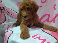 Bono, a male Poodle - Standard  for sale in Bronson, FL – 2 of 4