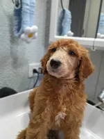 Bono, a male Poodle - Standard  for sale in Bronson, FL – 3 of 9