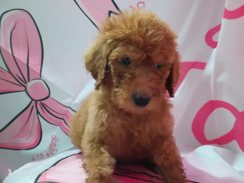 Duke – Poodle - Standard  puppy for sale in Bronson, FL
