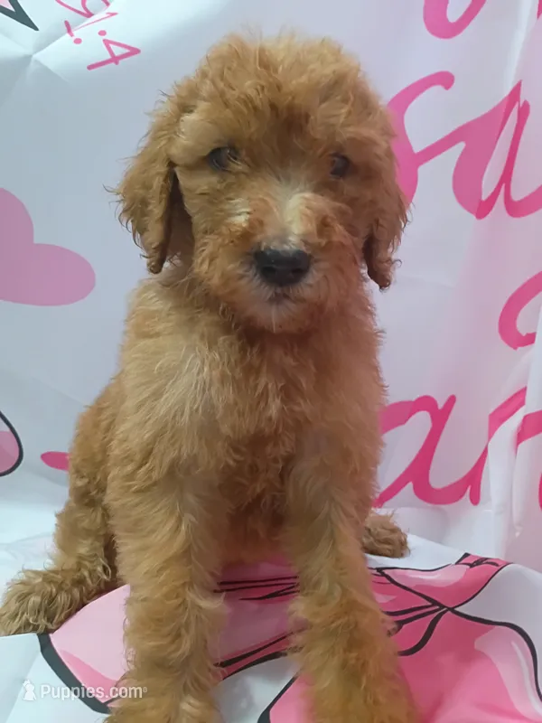 Harper – Poodle - Standard  puppy for sale in Bronson, FL