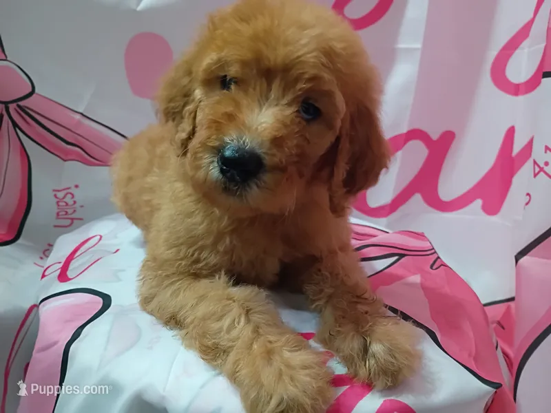 Matilda  – Poodle - Standard  puppy for sale in Bronson, FL