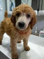 Matilda , a female Poodle - Standard  for sale in Bronson, FL – 2 of 3
