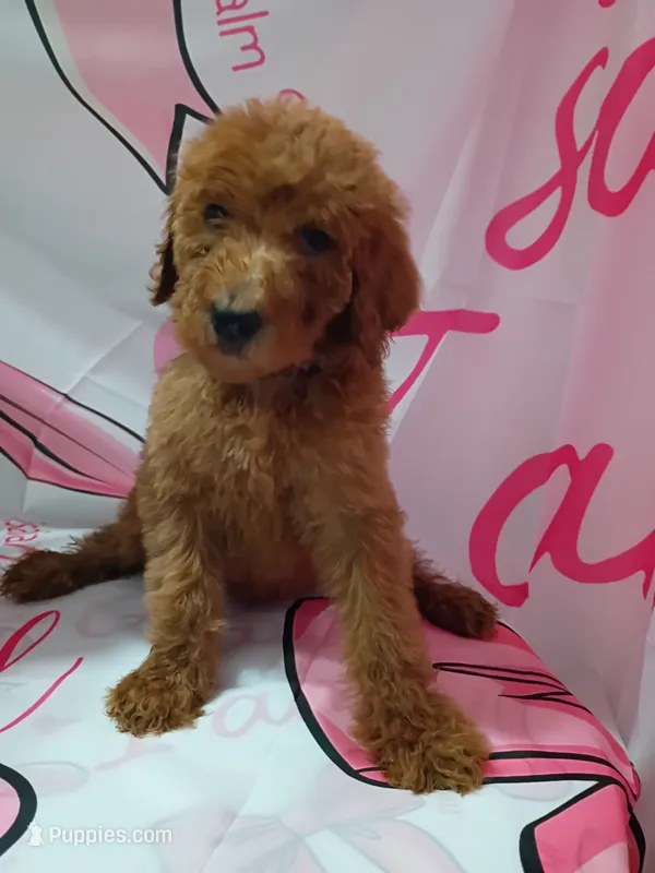 Lucy – Poodle - Standard  puppy for sale in Bronson, FL