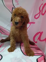 Lucy, a male Poodle - Standard  for sale in Bronson, FL – 1 of 5