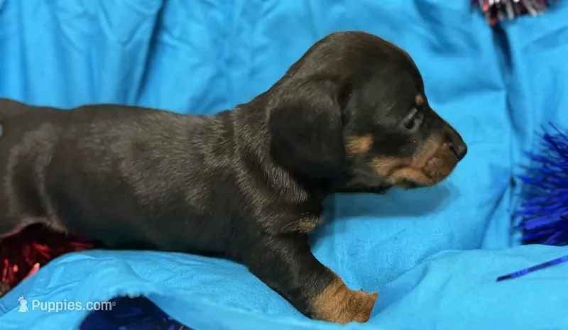 Muffin – Miniature Dachshund puppy for sale in Meridian, MS