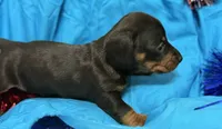 Muffin, a male Miniature Dachshund for sale in Meridian, MS – 1 of 3
