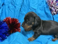 Muffin, a male Miniature Dachshund for sale in Meridian, MS – 3 of 3