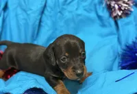 Muffin, a male Miniature Dachshund for sale in Meridian, MS – 2 of 3