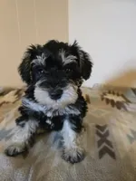Ella, a female Miniature Schnauzer for sale in Quincy, IL – 5 of 5