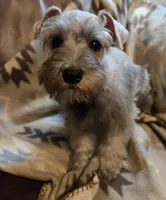 Harper, a female Miniature Schnauzer for sale in Quincy, IL – 5 of 10