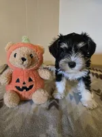 Lanie, a female Miniature Schnauzer for sale in Quincy, IL – 2 of 5