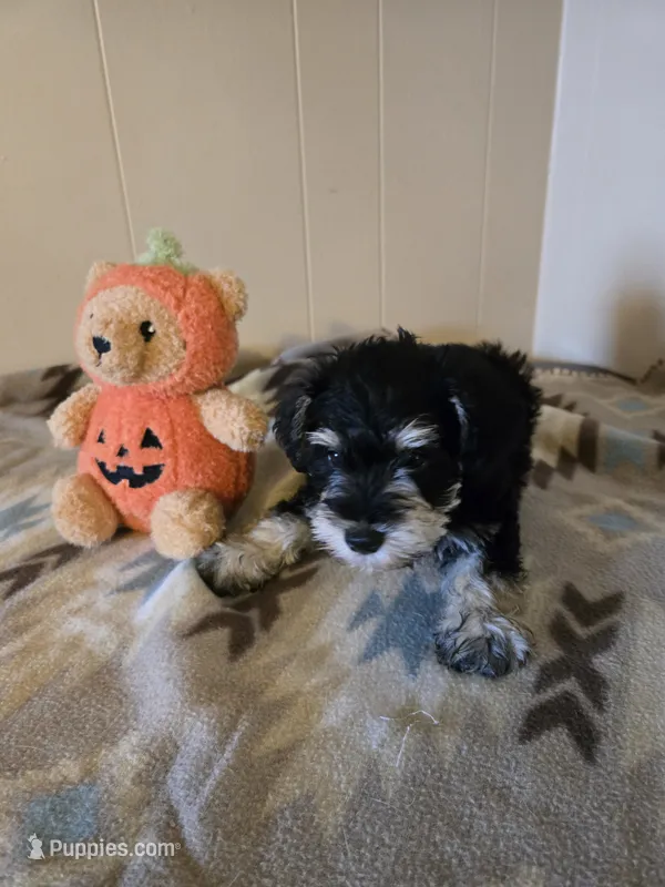Riley – Miniature Schnauzer puppy for sale in Quincy, IL