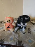 Ella, a female Miniature Schnauzer for sale in Quincy, IL – 3 of 5