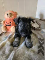 Hogan, a male Miniature Schnauzer for sale in Quincy, IL – 4 of 5