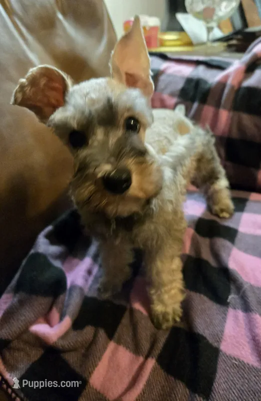 Heidi – Miniature Schnauzer puppy for sale in Quincy, IL