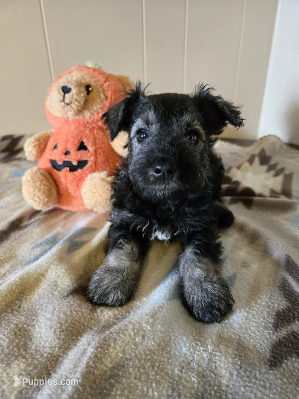 Hogan – Miniature Schnauzer puppy for sale in Quincy, IL