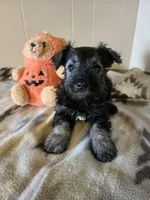 Hogan, a male Miniature Schnauzer for sale in Quincy, IL – 1 of 5