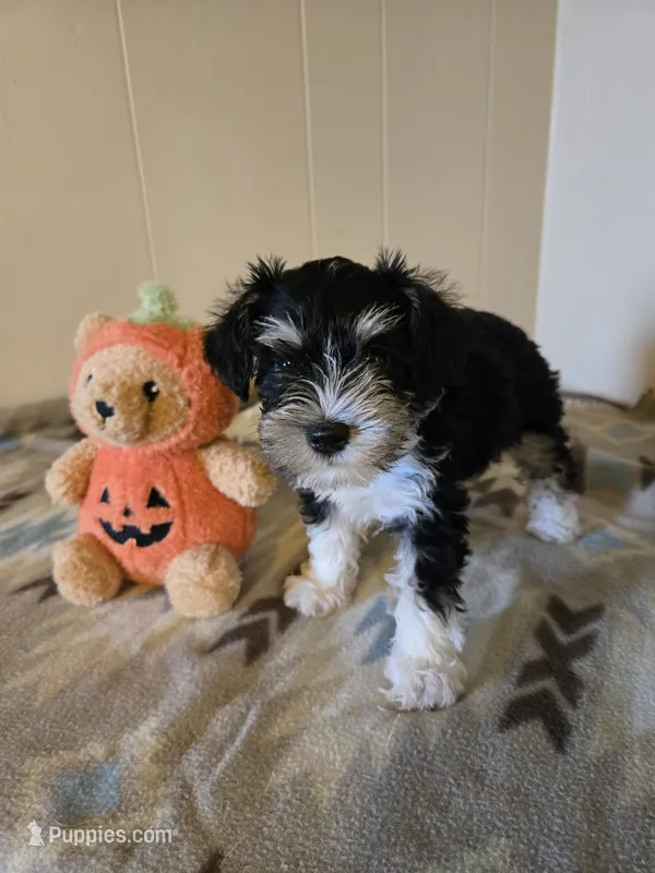 Lanie – Miniature Schnauzer puppy for sale in Quincy, IL