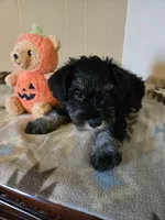 Morgan, a male Miniature Schnauzer for sale in Quincy, IL – 3 of 5