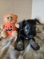 Hogan, a male Miniature Schnauzer for sale in Quincy, IL – 2 of 5