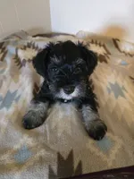 Morgan, a male Miniature Schnauzer for sale in Quincy, IL – 4 of 5