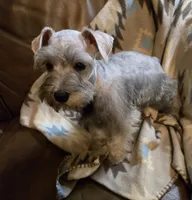 Harper, a female Miniature Schnauzer for sale in Quincy, IL – 4 of 10