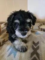 Riley, a male Miniature Schnauzer for sale in Quincy, IL – 4 of 5