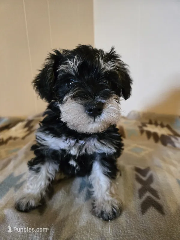 Ella – Miniature Schnauzer puppy for sale in Quincy, IL
