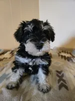 Ella, a female Miniature Schnauzer for sale in Quincy, IL – 1 of 5