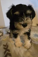 Miranda, a female Miniature Schnauzer for sale in Quincy, IL – 2 of 5