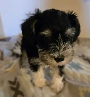 Miranda, a female Miniature Schnauzer for sale in Quincy, IL – 3 of 5