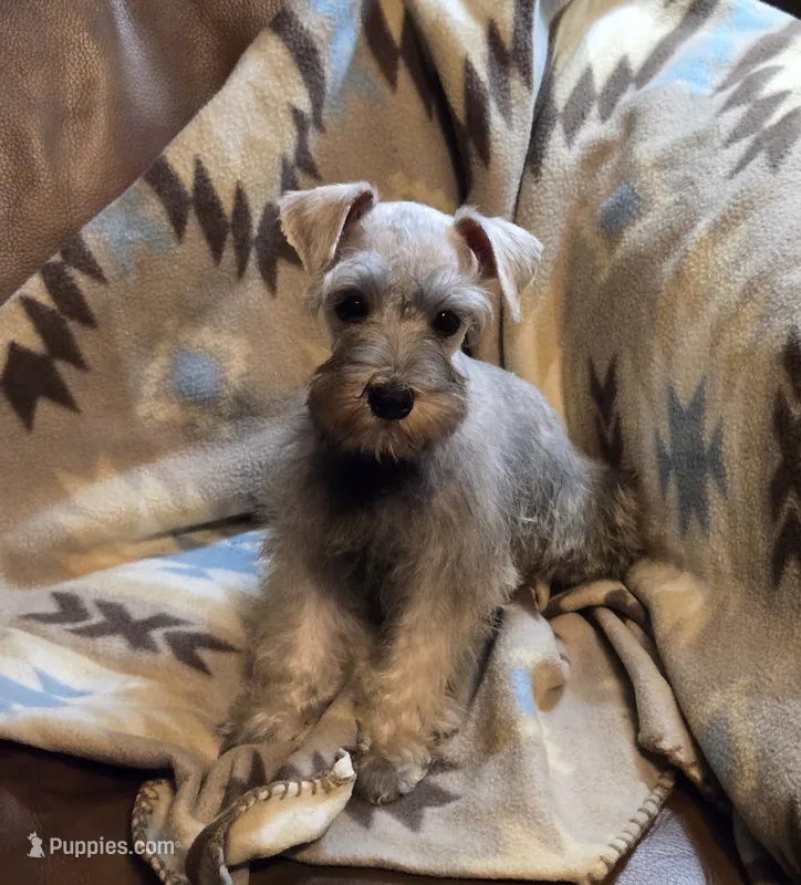 Harper – Miniature Schnauzer puppy for sale in Quincy, IL