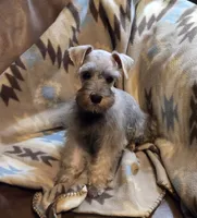 Harper, a female Miniature Schnauzer for sale in Quincy, IL – 1 of 10
