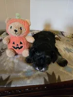 Morgan, a male Miniature Schnauzer for sale in Quincy, IL – 5 of 5