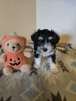Lanie, a female Miniature Schnauzer for sale in Quincy, IL – 5 of 5