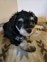 Riley, a male Miniature Schnauzer for sale in Quincy, IL – 5 of 5