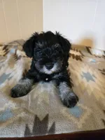 Morgan, a male Miniature Schnauzer for sale in Quincy, IL – 2 of 5