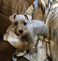 Harper, a female Miniature Schnauzer for sale in Quincy, IL – 2 of 10