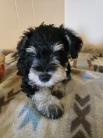 Riley, a male Miniature Schnauzer for sale in Quincy, IL – 2 of 5