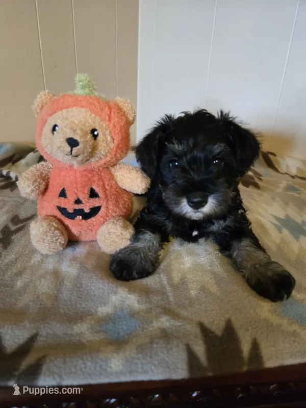 Morgan – Miniature Schnauzer puppy for sale in Quincy, IL
