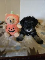 Morgan, a male Miniature Schnauzer for sale in Quincy, IL – 1 of 5