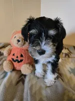 Miranda, a female Miniature Schnauzer for sale in Quincy, IL – 5 of 5