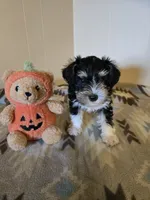Lanie, a female Miniature Schnauzer for sale in Quincy, IL – 4 of 5