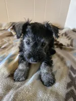 Hogan, a male Miniature Schnauzer for sale in Quincy, IL – 5 of 5