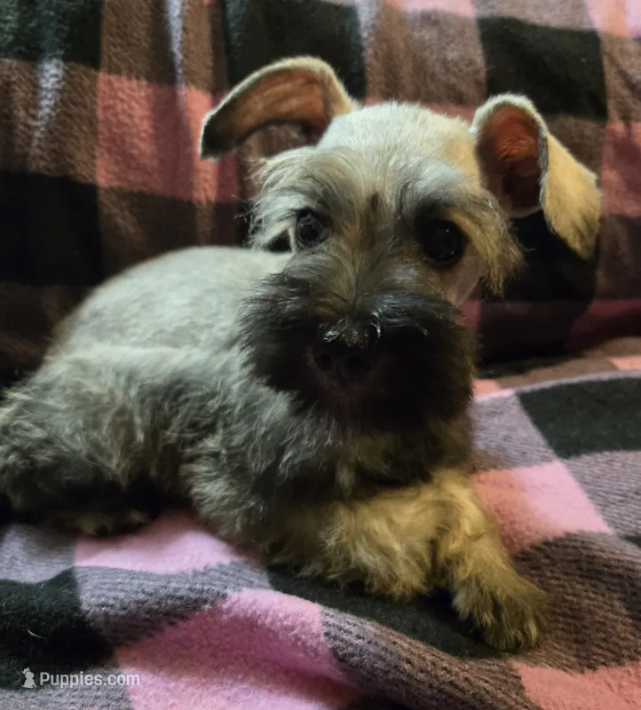 Hanna – Miniature Schnauzer puppy for sale in Quincy, IL